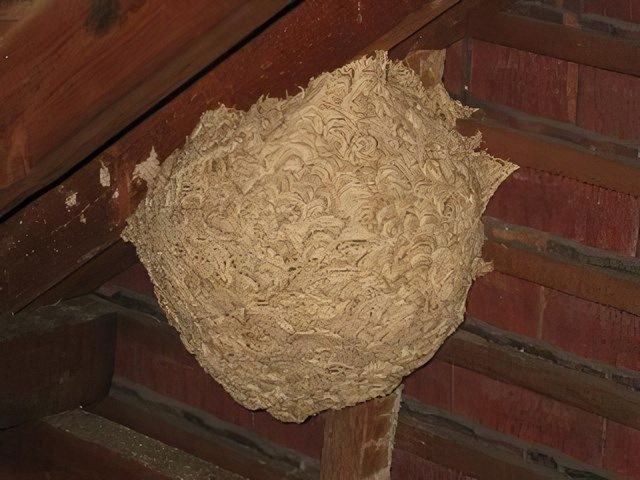 Insect Pest Controllers in Worthing