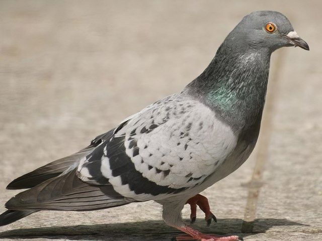 images/other/slider/other-pest-control-2-kireth-ai.jpeg