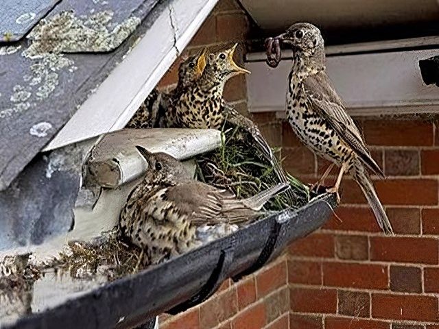 Other Types of Pest Control in Worthing
