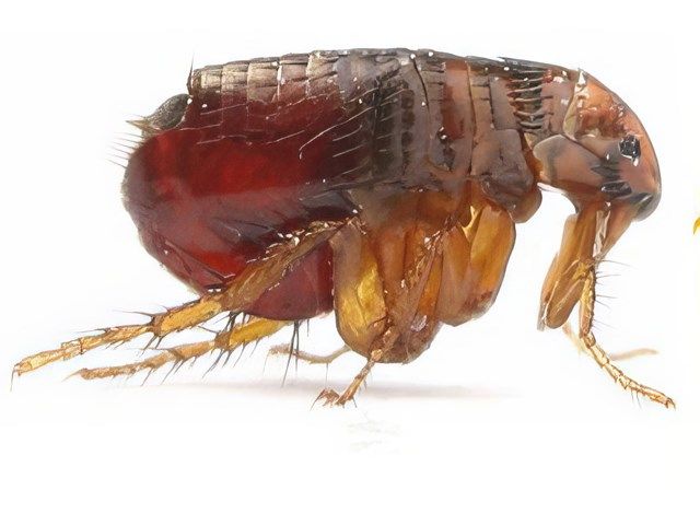 Flea