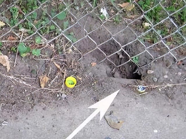 images/rodents/slider/rodent-pest-control-5-kireth-ai.jpeg