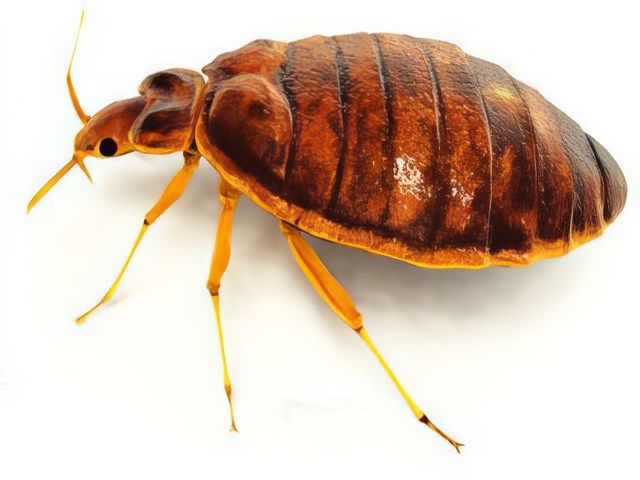 Bed Bug