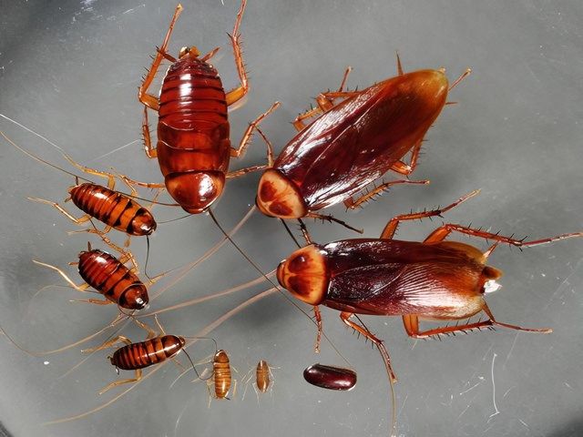 Insect Pest Controllers in Worthing
