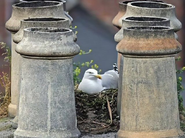 Other Types of Pest Control in Worthing