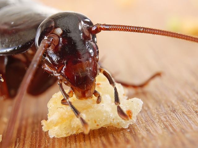 Insect Pest Controllers in Worthing