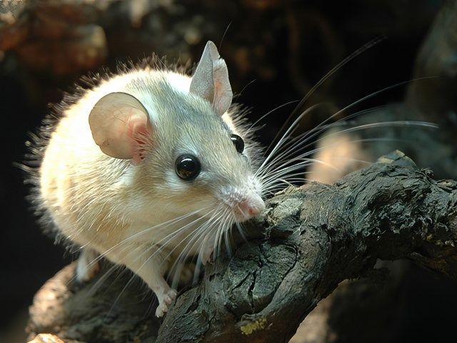 Rodent Pest Controllers in Worthing